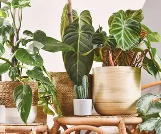 plantas de interior