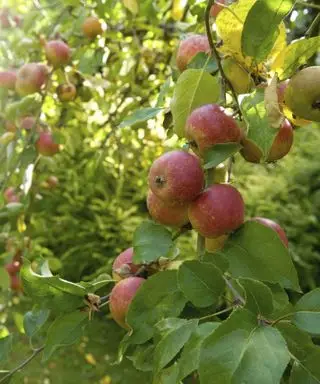 Frugttræ med røde æbler
