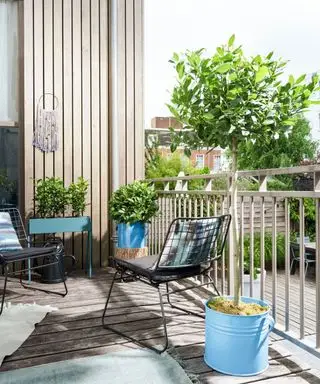 arbre en pot dans un jardin avec balcon
