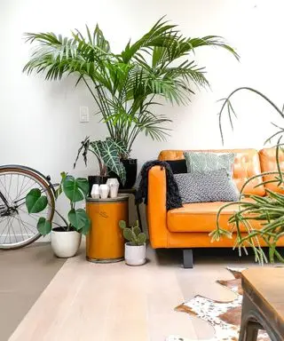 Kentia palm vedle pohovky