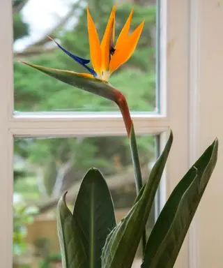 Pokojová tropická rostlina Bird of Paradise