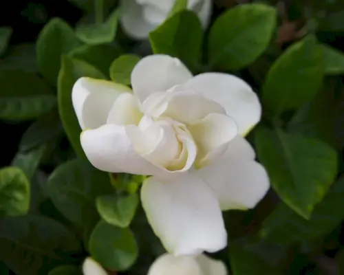 Cuando podar gardenias