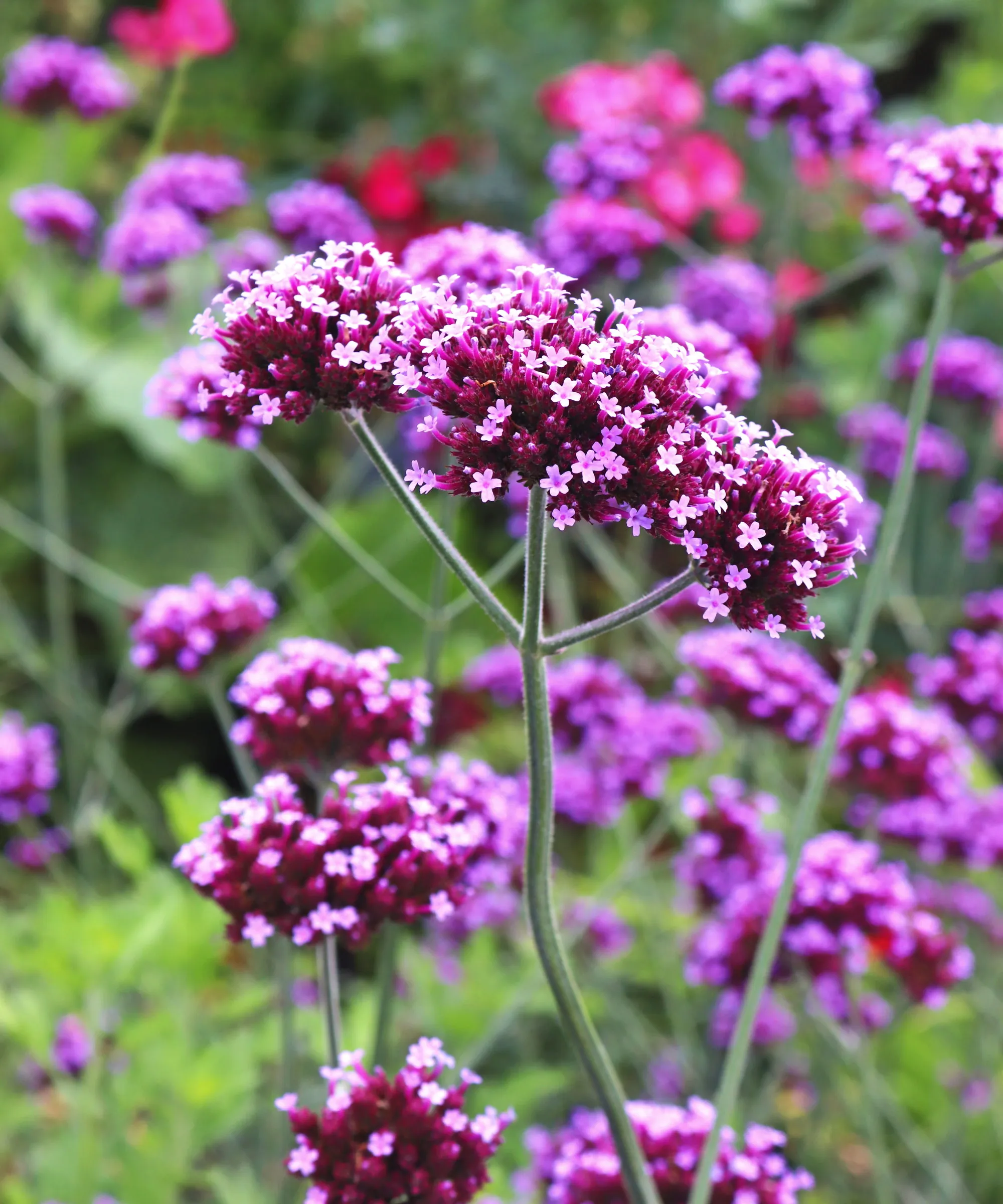 Die lila Blüten einer Verbena-Nahaufnahme' loading='lazy' title=