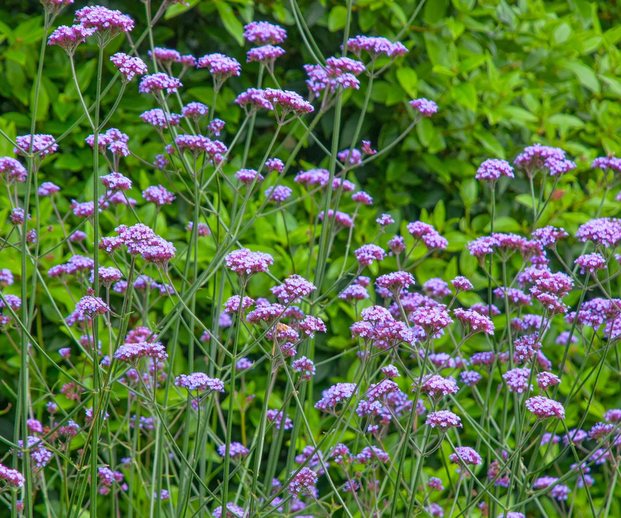 Verbena blüht in Blume' loading='lazy' title=