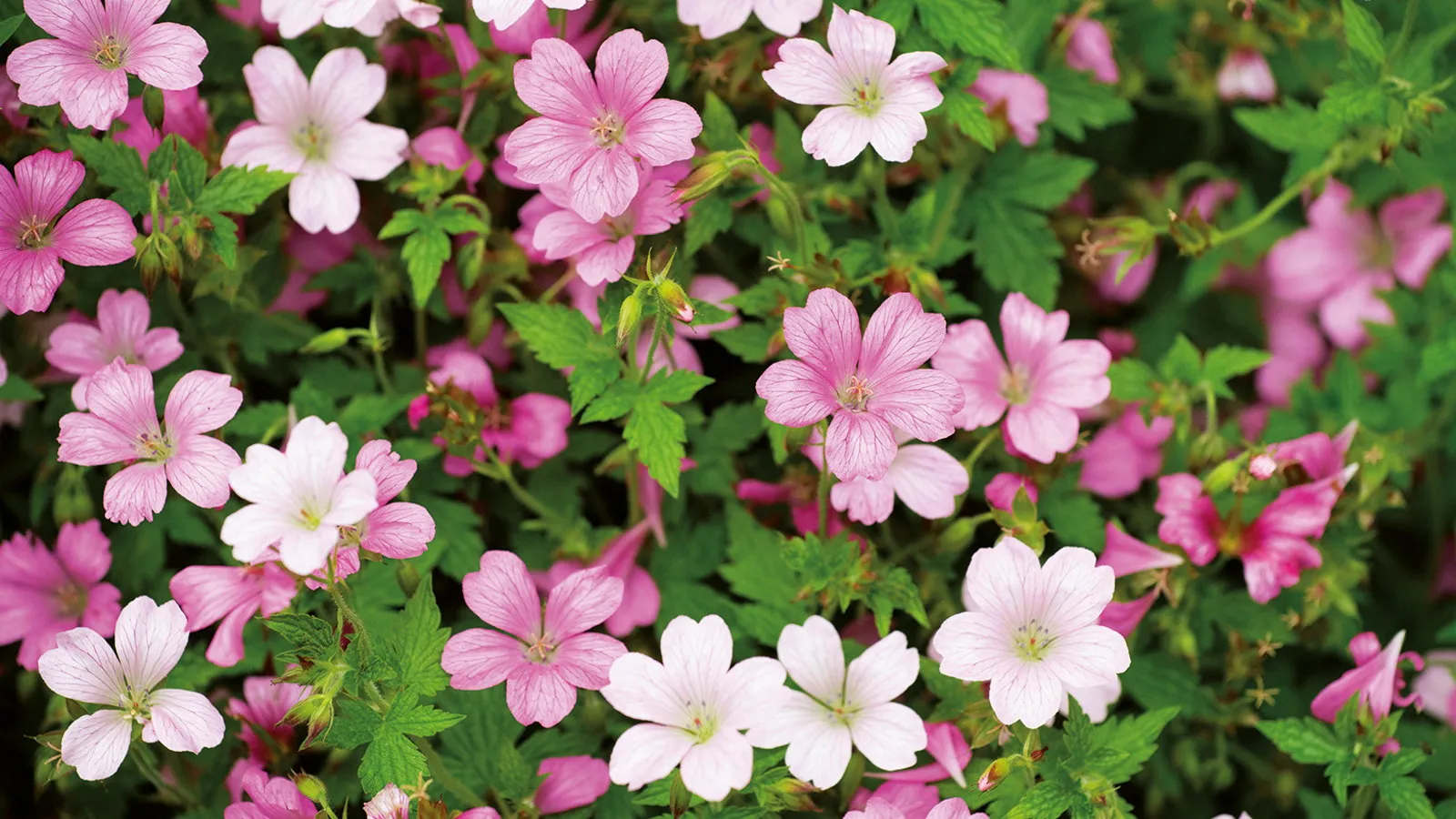 Als Experte Gärtnere teilen ich die Verbena im Herbst auf-um mehr aus dieser fleißigen mehrjährigen Pflanze herauszuholen