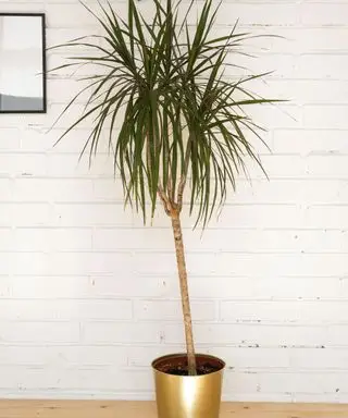 drage træ indendørs plante mod hvid mursten baggrund