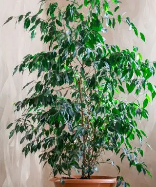 grædende figenplante