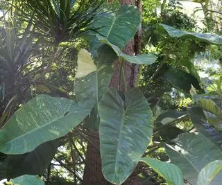 Philodendron Jose Buono