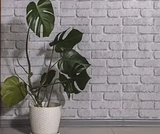 stueplante monstera (schweizerostplante)