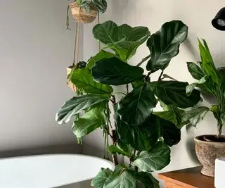 stueplanter violin blad fig