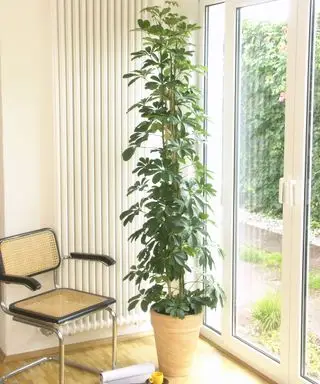 stueplante paraplytræ