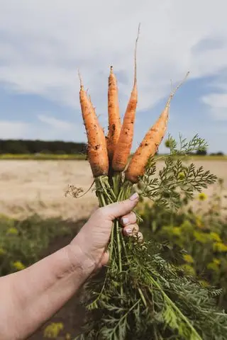 Mrkva spoločník výsadba unsplash farrinni