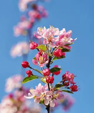 Flores rosadas de un árbol de manzano silvestre