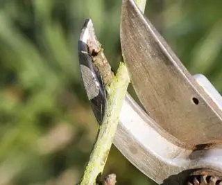 Poda de árboles frutales con tijeras de podar