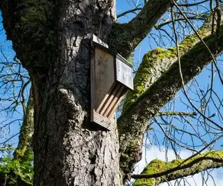 Ein hölzernes Fledermaushaus, das an einem großen Baum ohne Blätter befestigt ist