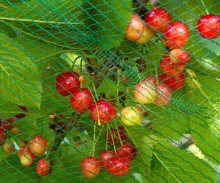 Ein Kirschbaum mit grünem Netz darüber