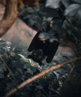 Eine große schwarze Fledermaus guckt durch dunkelgrüne Blätter