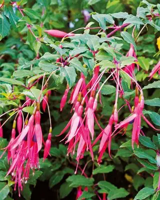 Hårdfør fuchsia magellanica i fuld blomst med dybe karmosinrøde blomster