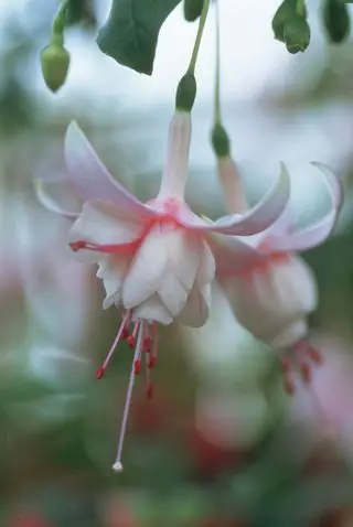 lyserød dobbeltblomstret øm fuchsia i fuldt flor