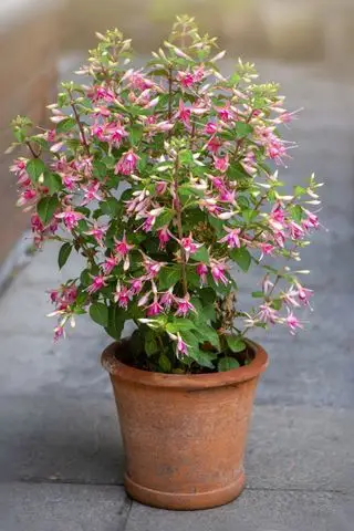 Lys pink øm fuchsia plante i en beholder