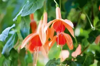 Mør fuchsiaplante med abrikosfarvede blomster i fuldt flor