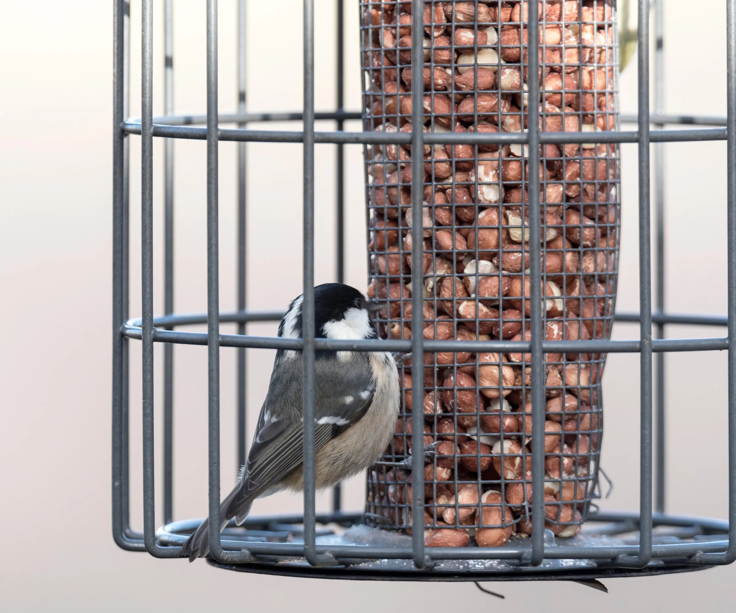 鳥の餌箱' loading='lazy' title=