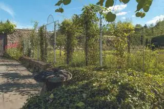 Have Requisites trådværk espalier hegn