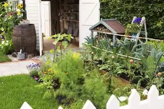 Byg et mini køkkenhave espalier til at understøtte lavere voksende afgrøder