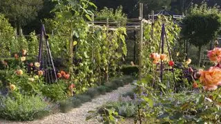 Grøntsagshave espalier ideer, herunder gangbro og obelisker