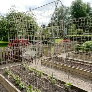 Elegance runner bean stel fra Agriframes
