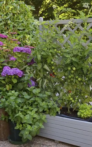 Idéer til grøntsagshave-espalier ved hjælp af en plantekasse