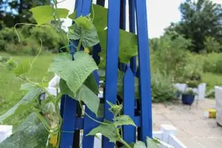Nærbillede af agurkeplante bundet til et blåt espalier
