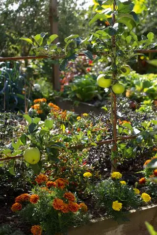 Fint metal espalier med æbler