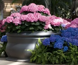 Lyserød hortensia vokser i en stor potte