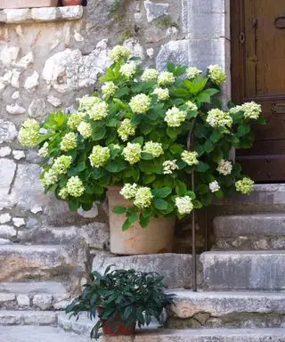 En gul hortensia i en terracotta gryde