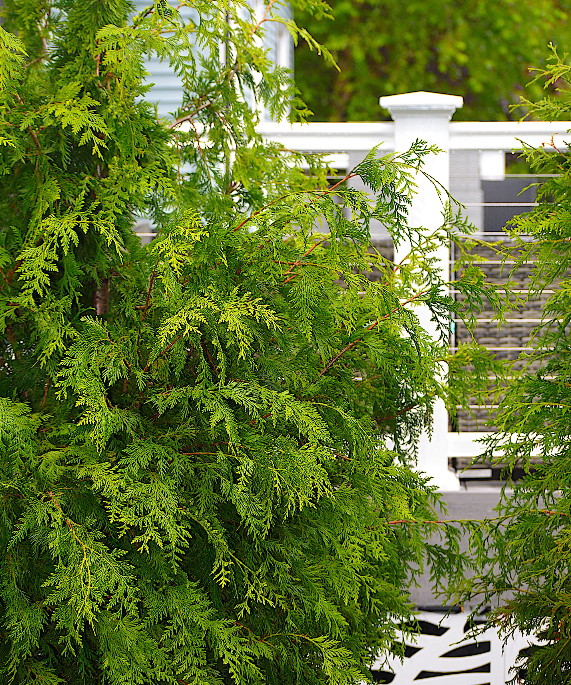 'Green Giant' Arborvitae-tre brukt til skjerming med hvitt gjerde' loading='lazy' title=