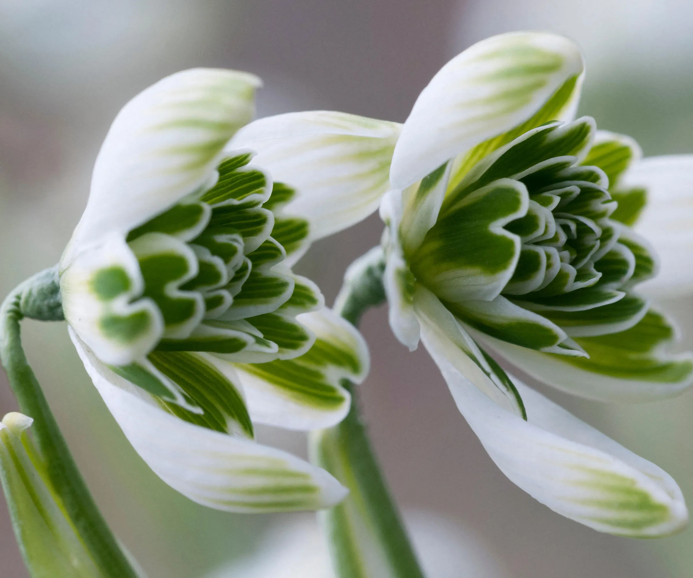 ガランサス「ジャケネッタ」（スノードロップ）の白と緑の花' loading='lazy' title=