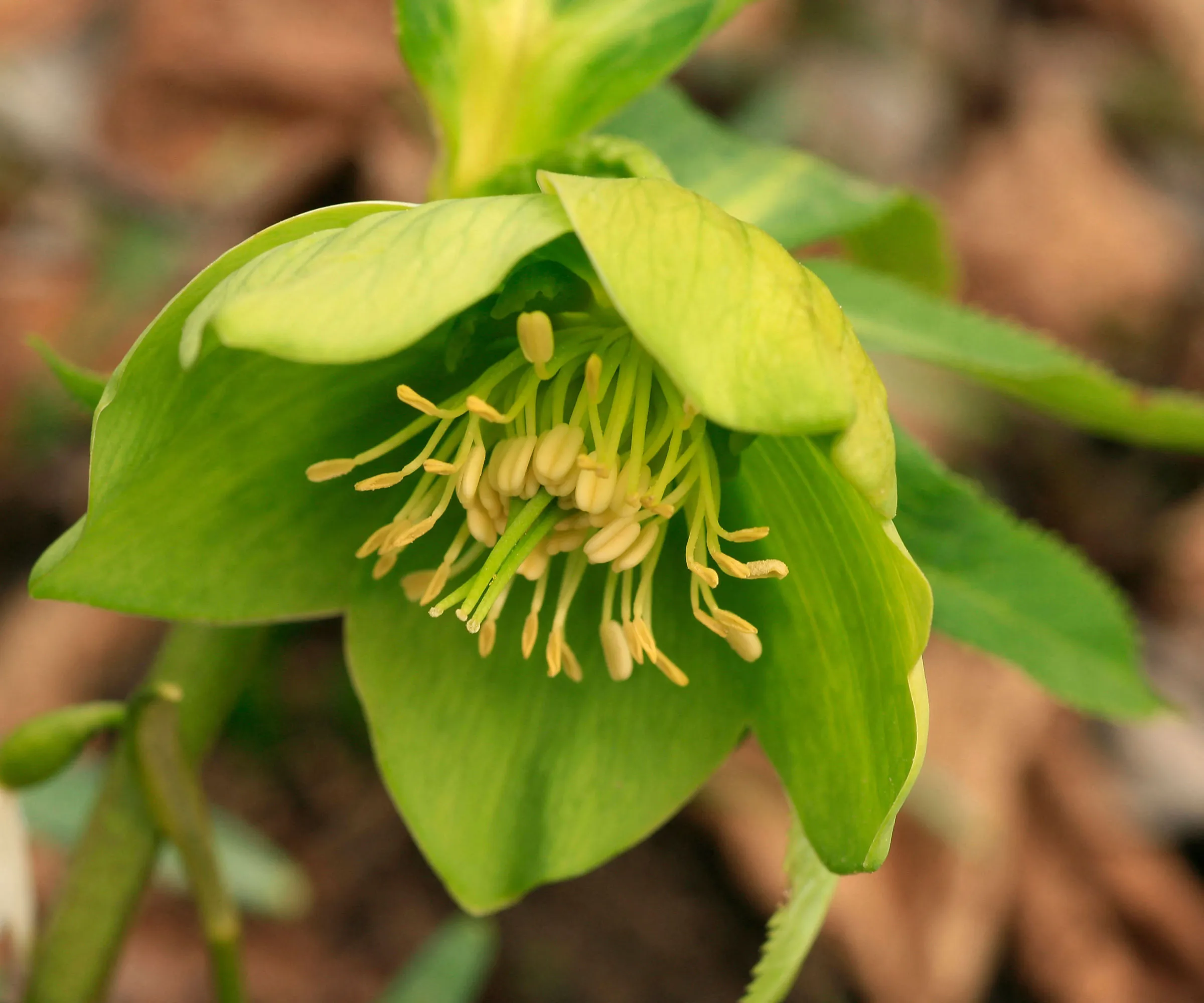 冬に咲くエメラルドグリーンの花 Helleborus viridis' loading='lazy' title=
