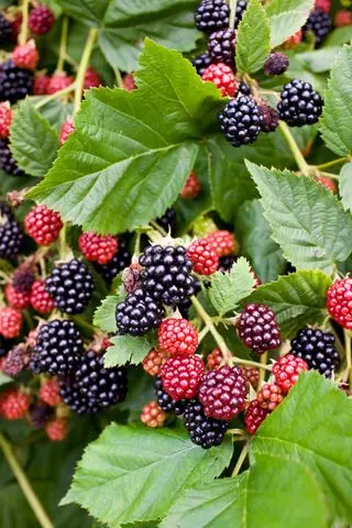 Brombeeren wachsen auf einem Busch