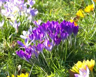 Krokus-Frühlingsblumen