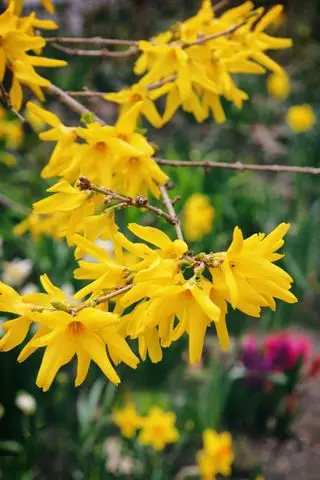 Forsythienstrauch