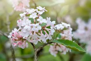 Viburnum-Frühlingsblumen