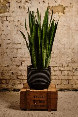 Sansevieria-Zimmerpflanze aus Forest