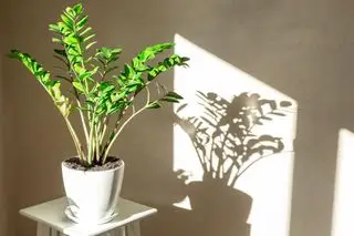 Zimmerpflanze Zamioculcas zamiifolia