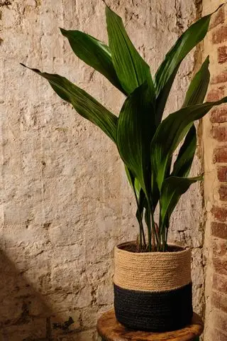 Zimmerpflanze Aspidistra aus dem Wald