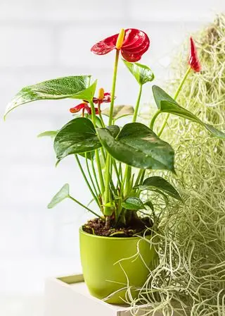 Zimmerpflanze Anthurium andraeanum