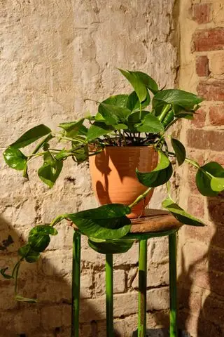 Epipremnum-Zimmerpflanze aus dem Wald