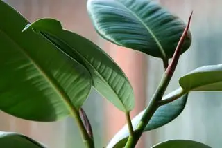Ficus Elastica oder Gummipflanzenblätter