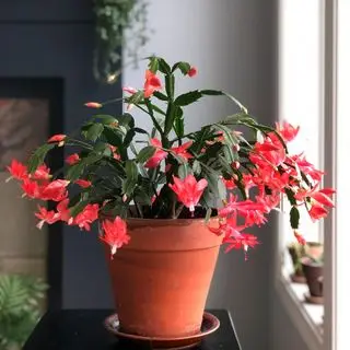Schlumbergera stumpfe Weihnachtskaktus-Zimmerpflanze