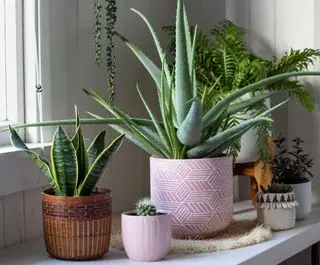Aloe Vera und Dracaena trifasciata gruppiert mit anderen Zimmerpflanzen